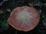 Boletus luridus image