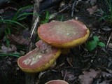 Boletus luridus image