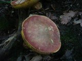 Boletus luridus image