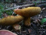 Boletus luridus image