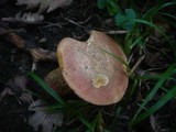 Boletus luridus image