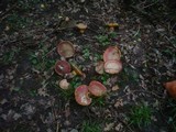 Boletus luridus image