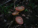 Boletus luridus image