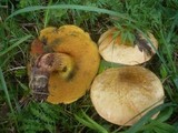 Boletus luridus image