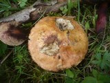 Boletus luridus image