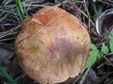 Boletus luridus image