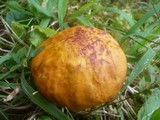 Boletus luridus image