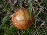Boletus luridus image