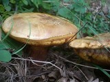 Boletus luridus image