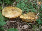 Boletus luridus image