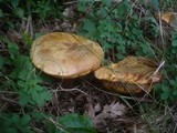 Boletus luridus image