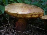 Boletus luridus image