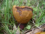 Boletus luridus image