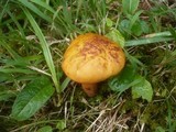 Boletus luridus image