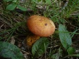 Boletus luridus image