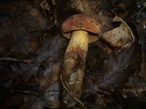 Boletus queletii image