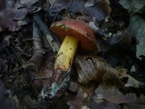 Boletus queletii image