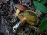 Boletus queletii image