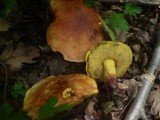 Boletus queletii image