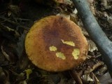 Boletus queletii image