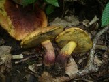 Boletus queletii image