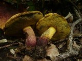 Boletus queletii image