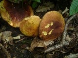 Boletus queletii image