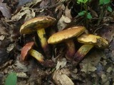 Boletus queletii image