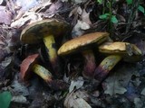 Boletus queletii image