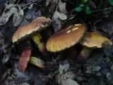 Boletus queletii image