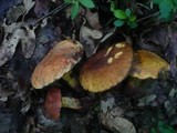 Boletus queletii image