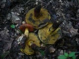 Boletus queletii image