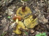 Boletus queletii image