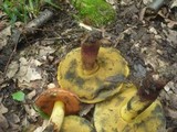 Boletus queletii image