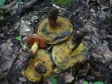 Boletus queletii image