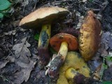 Boletus queletii image