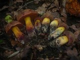 Boletus queletii image