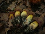 Boletus queletii image