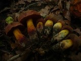 Boletus queletii image