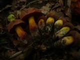 Boletus queletii image