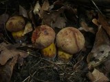 Boletus queletii image