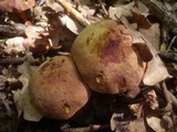 Boletus queletii image