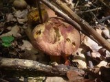 Boletus queletii image