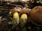 Boletus queletii image