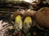 Boletus queletii image