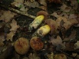 Boletus queletii image