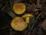 Boletus queletii image