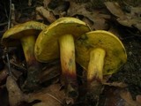 Boletus queletii image