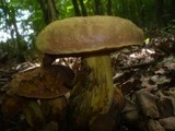 Boletus queletii image