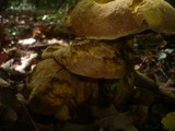 Boletus queletii image